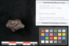 Foto (Objekt + Etikett) von Spondylostrobus smythii F.V. Mueller (NHMW-GEO-2024-0188-10408)